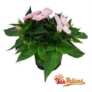 Bild von Impatiens Sun Patiens P13 Orchid Blush